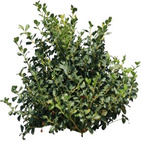 bush