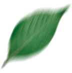 leaf