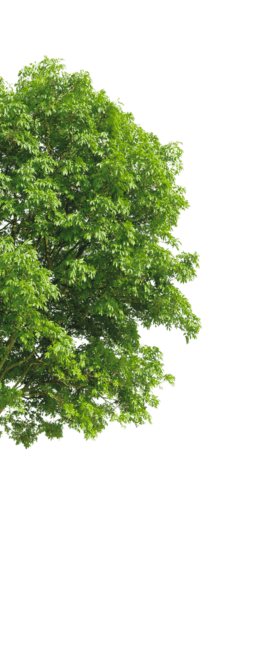 shrub